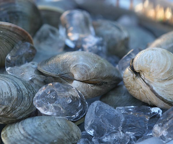 Explore Cabbage Island Clambakes